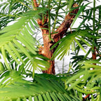 Brussel's Bonsai - Live Dawn Redwood Bonsai Tree with Ceramic Pot and Humidity Tray, Outdoor Bonsai Tree Live Plant, 3 Years Old, 14-20 Inches Tall, Easy Care Bonsai (Medium)