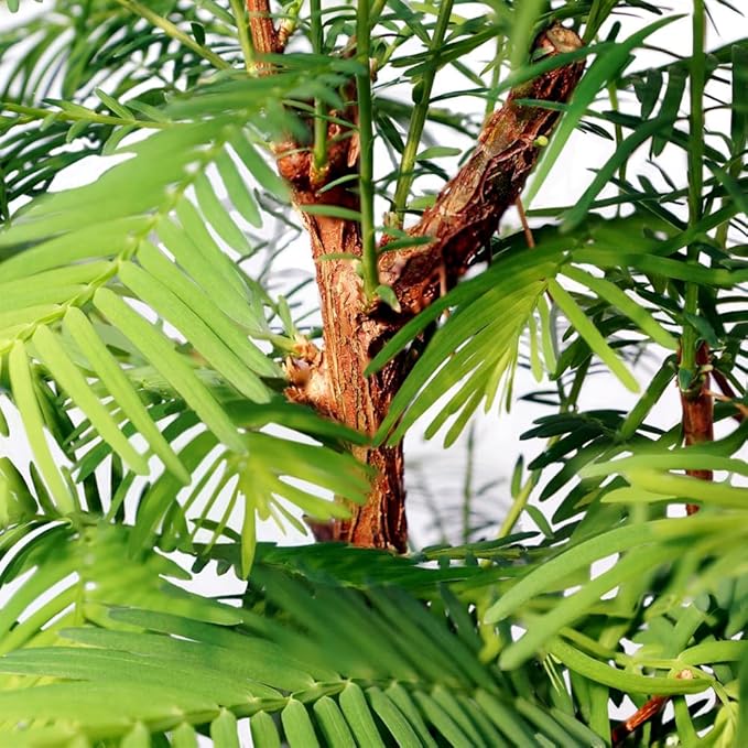 Brussel's Bonsai - Live Dawn Redwood Bonsai Tree with Ceramic Pot and Humidity Tray, Outdoor Bonsai Tree Live Plant, 3 Years Old, 14-20 Inches Tall, Easy Care Bonsai (Medium)