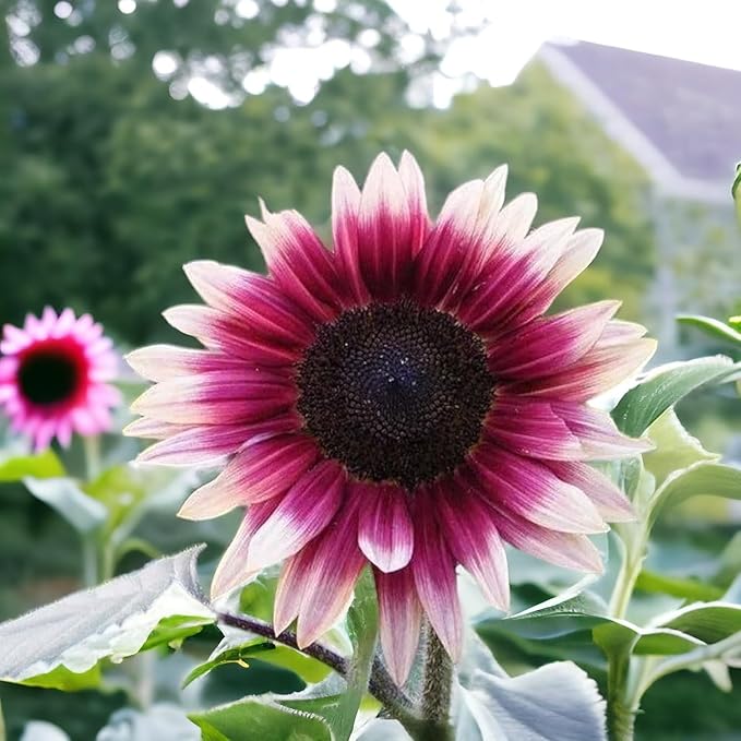 100 Seeds for a Unique Garden - Rare Strawberry Pink Sunflowers (Heirloom Hybrid, Non-GMO) for Butterfly Attraction