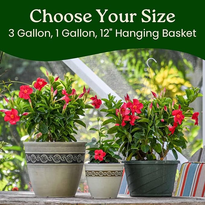 Tropical Plants of Florida Coral Dipladenia Hanging Basket 12 Inch Live Flowering Plant, 14 Inch Wide by 18 Inch Tall, Vibrant Coral Blooms for Patio Porch or Balcony