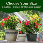 Tropical Plants of Florida Coral Dipladenia Hanging Basket 12 Inch Live Flowering Plant, 14 Inch Wide by 18 Inch Tall, Vibrant Coral Blooms for Patio Porch or Balcony
