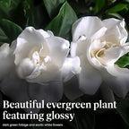 American Plant Exchange Gardenia Tree – Live Evergreen in Large 8-Inch Pot, Fragrant White Blooms, Easy-Care Indoor & Outdoor Flowering Tree for Home, Patio & Garden Décor
