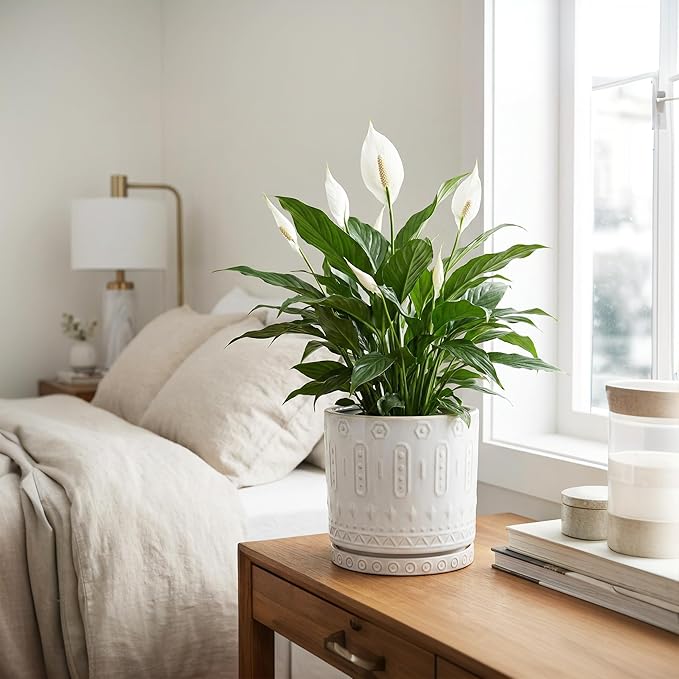 8 Inch Plant Pot, Ceramic Planter for Indoor Plants Outdoor, Round Planter with Drainage Hole and Tray, Boho Flower Pot, Decorative Pots for Plants, Home Decor, Plant Lover Gifts, White