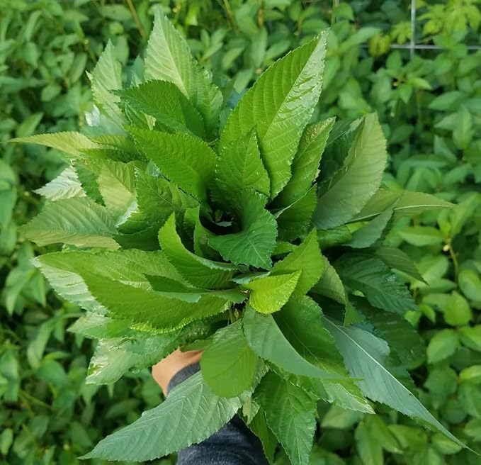 3000+Egyptian Spinach Seeds for Planting Outdoors Non GMO Organic Heirloom High Germination Rate