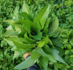 3000+Egyptian Spinach Seeds for Planting Outdoors Non GMO Organic Heirloom High Germination Rate