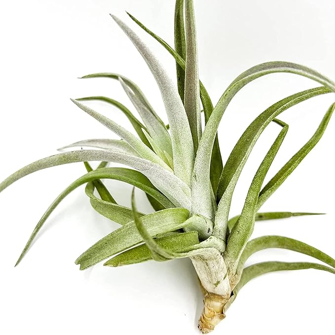 ragnaroc Air Plants - Tillandsia Cacticola, Jumbo 6-9" - 3ct - Live Arrival Guaranteed - House Plants for Home Decor & Gift