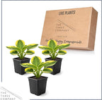 Live Perennial Hosta - Queen Josephine (3 Plants Per Pack) Beautiful Accent Plant, 10" Tall by 4" Wide in 1 Qt Pot