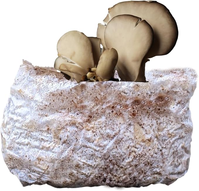 Myco Labs Co2 Boost Self-Activated Mushroom Grow Bag for Plants, Grow Rooms & Tents 2.0