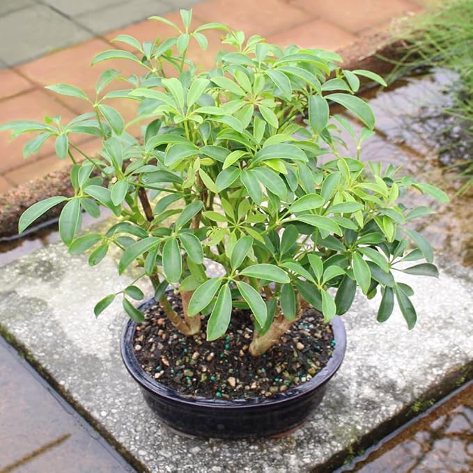 Brussel's Bonsai Live Hawaiian Umbrella Indoor Bonsai Tree - 3 Years Old; 7" to 10" Tall with Decorative Container