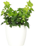 Thorsen's Greenhouse Live Green English Ivy Plant, Hedera Helix, Natural Air Purifier, Easy to Grow, Live Indoor Houseplant, 4" Diameter Pot (White)