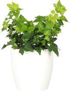 Thorsen's Greenhouse Live Green English Ivy Plant, Hedera Helix, Natural Air Purifier, Easy to Grow, Live Indoor Houseplant, 4" Diameter Pot (White)