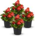 Live Begonia - Green Leaf Ambassador Red (4 Per Pack), Beautiful Shade Annual, Ships 8" Tall by 4" Wide in 1 Pt Pot