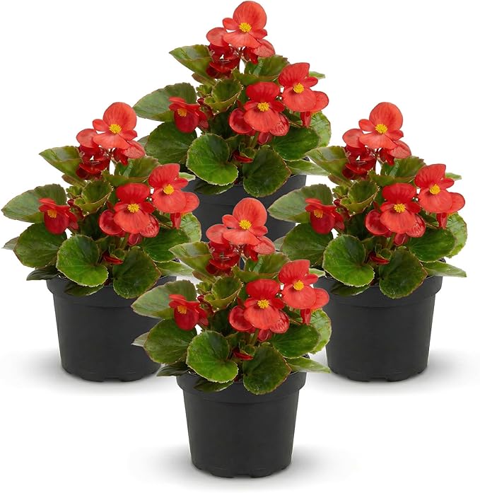 Live Begonia - Dark Leaf Cocktail Red (4 Per Pack), Beautiful Shade Annual, Ships 8" Tall by 4" Wide in 1 Pt Pot