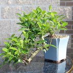 Brussel's Bonsai - Live Golden Gate Ficus Bonsai Tree in Ceramic Bonsai Pot, Indoor Bonsai Plant, 4 Inches Tall, Easy Care Houseplant for Home or Office (Small, Green)