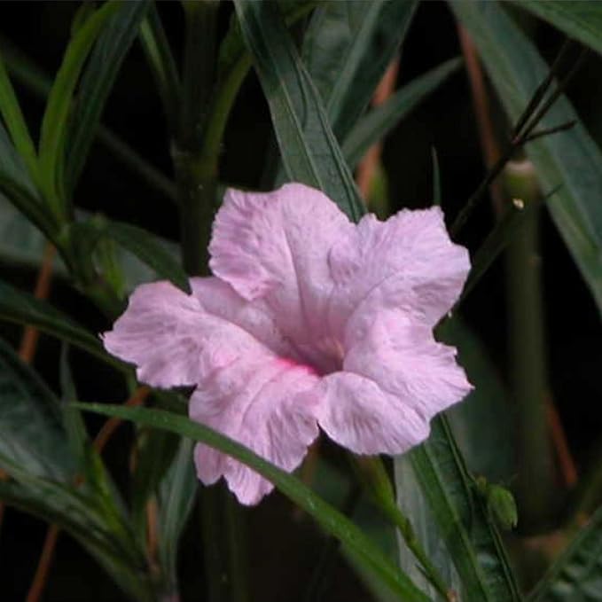 Chalily Pink Blue Bells, a Great Live Pond Plant for Your Water Garden. Filters koi and Goldfish Ponds. Good for Bogs, Plant Shelf or Shallow Water This marginal Aquatic is a Real Beauty