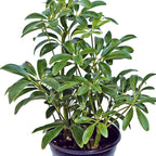 Live Hawaiian Schefflera Arboricola, Hawaiian Dwarf Umbrella Tree, Fully Rooted Indoor Plant, Easy Care Live Houseplant, Birthday Gift, Housewarming Gift in 4" Pot