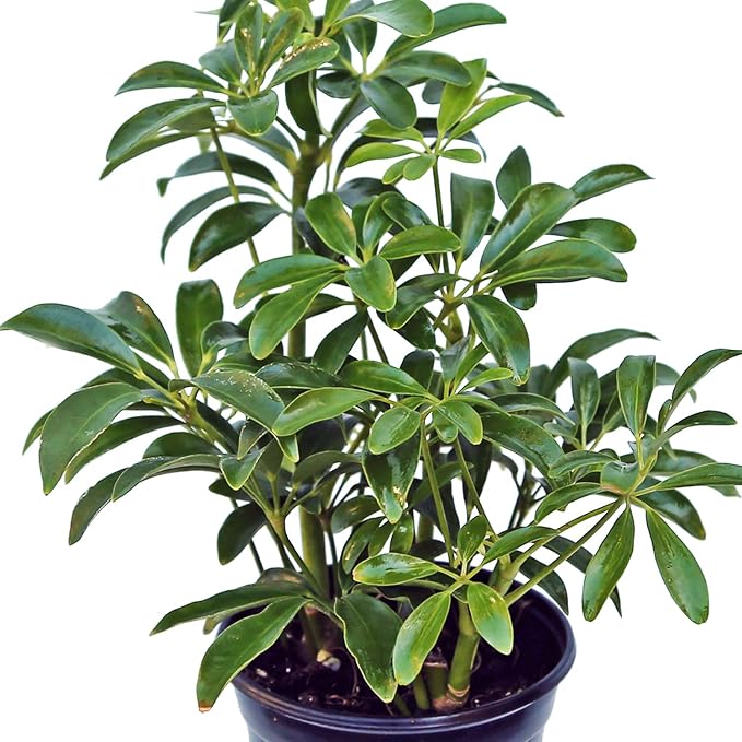 Live Hawaiian Schefflera Arboricola, Hawaiian Dwarf Umbrella Tree, Fully Rooted Indoor Plant, Easy Care Live Houseplant, Birthday Gift, Housewarming Gift in 4" Pot