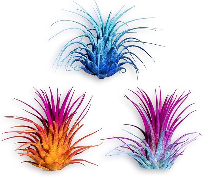 Air Plants - Tillandsia Ionantha - Organically Enhanced Color - Live Arrival Guaranteed - House Plants for Home Decor & Gift (3pk Mix 2-Tone)