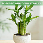 Pure Natural Potting Soil for Lucky Bamboo Plants 1qt - Superior Drainage & Breathability, Ideal Indoor Plant Soil