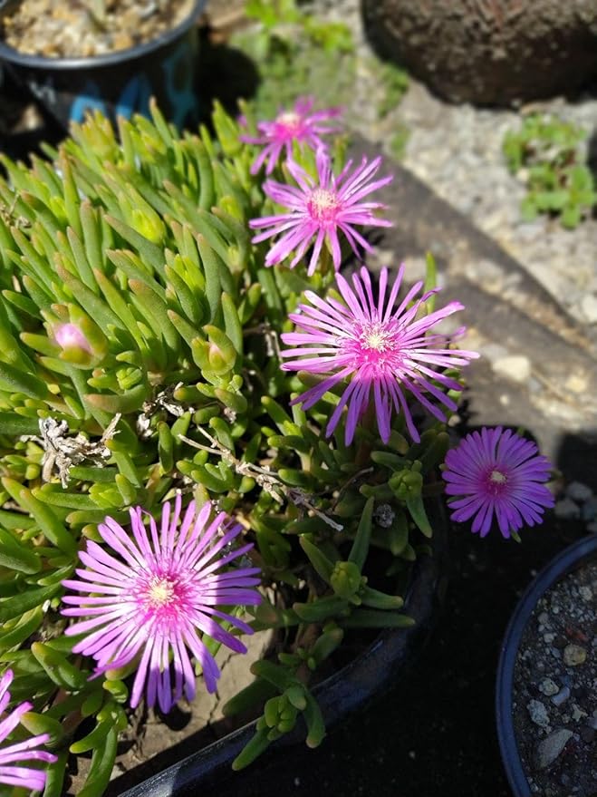 Purple Ice Plant Delosperma cooperi – Succulent Groundcover with Vibrant Purple Flowers, Drought Tolerant, Full Sun, Pet Safe, and Suitable for Containers and Gardens 1 Quart (Pack of 10)