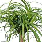 Live Ponytail Palm, Bottle Palm, Elephant Foot Tree, Rare Houseplant, Palm Tree Indoor Potted Plant, Birthday Gift, Housewarming Gift, Christmas Gift in 6" Pot