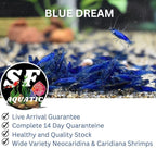SF Aquatic™ 20 Blue Dream Shrimps High Grade Neocaridina Live Freshwater Aquarium Shrimps. Fully Mature Breeding Age. Live Arrival Guarantee.