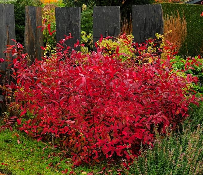 Virginia Sweetspire Shrub - 12-18" Tall Live Plant - Quart Pot - Henry's Garnet Bush Seedling - Itea Virginica 'Henrys Garnet'