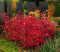 Virginia Sweetspire Shrub - 12-18" Tall Live Plant - Quart Pot - Henry's Garnet Bush Seedling - Itea Virginica 'Henrys Garnet'