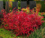 Virginia Sweetspire Shrub - 12-18" Tall Live Plant - Quart Pot - Henry's Garnet Bush Seedling - Itea Virginica 'Henrys Garnet'