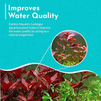 Live Aquarium Ludwigia Repens Plants - Great Background for Fish - Long Lasting & Easy to Maintain - Suitable for Summer & Winter - Natural Oxygenator - Bunch - Dark Red