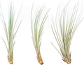 Light Blue Colorful Tillandsia Air Plants -Long Lasting Color Enhanced Live Tillandsia Succulent House Plants - Home and Garden Decor -Easy Care Indoor/Outdoor Plants (Juncea, Pack of 3)