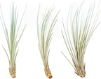 Light Blue Colorful Tillandsia Air Plants -Long Lasting Color Enhanced Live Tillandsia Succulent House Plants - Home and Garden Decor -Easy Care Indoor/Outdoor Plants (Juncea, Pack of 3)