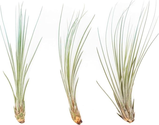 Light Blue Colorful Tillandsia Air Plants -Long Lasting Color Enhanced Live Tillandsia Succulent House Plants - Home and Garden Decor -Easy Care Indoor/Outdoor Plants (Juncea, Single)