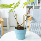 8.7 Inch Indoor Plant Trellis -10 Pack Small Gold Plant Supports for Outdoor Plants, Monstera Trellis Stakes & Stem Holders, Durable Iron Garden Flower Support for Young Plant Growth