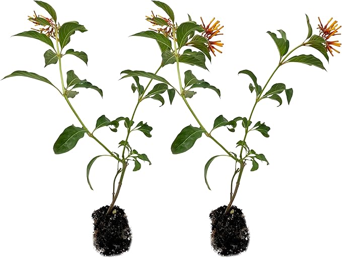 ragnaroc Dwarf Firebush 10-12" (Hamelia Patens VAR. compacta) 2ct - Live Plant for Indoor Outdoor Use, Garden & Landscaping - Live Arrival Guaranteed