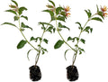 ragnaroc Dwarf Firebush 10-12" (Hamelia Patens VAR. compacta) 2ct - Live Plant for Indoor Outdoor Use, Garden & Landscaping - Live Arrival Guaranteed