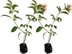 ragnaroc Dwarf Firebush 10-12" (Hamelia Patens VAR. compacta) 2ct - Live Plant for Indoor Outdoor Use, Garden & Landscaping - Live Arrival Guaranteed