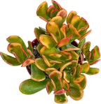 Jade Plant 4" Crassulla Ovata Hummel's Sunset Succulent Plants Live, Easy to Grow Hard to Kill Houseplant by The Succulent Cult
