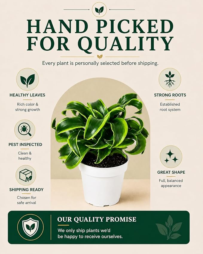 Dracaena Tornado Live Plant, Low Light Tolerant Dracaena Plant Live, Air Purifying Plants Live Houseplants, Beginner Friendly House Plants for All Indoors Spaces