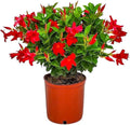 Dipladenia Bush Live Plant - Red - Overall Height 22" to 26" - Tropical Plants of Florida (Plant Only)