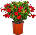 Dipladenia Bush Live Plant - Red - Overall Height 22" to 26" - Tropical Plants of Florida (Plant Only)