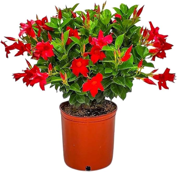 Dipladenia Bush Live Plant - Red - Overall Height 22" to 26" - Tropical Plants of Florida (Plant Only)