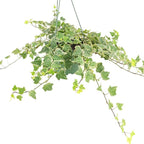 Glacier English Ivy (6 inch) - Air-Purifying Houseplants - 4/6 inch Unique Live Decorative Houseplants - Low-Maintenance Indoor Plants, House Warming Gift, Natural Air Purifier