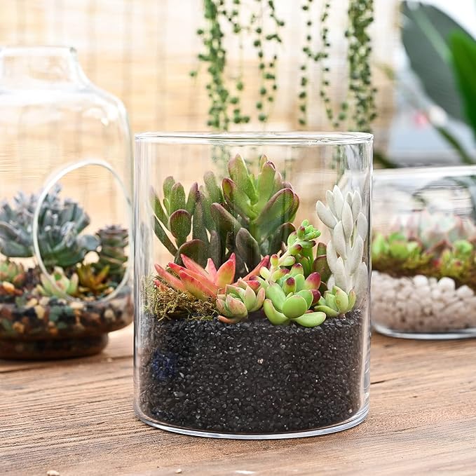 Sprout N Green Live Succulent Plants, 5 Pack Assorted Succulents Potted in 2" Starter Pot with Soil Mix, Rare Small Indoor House Plants for Home Garden Wedding Decor Party Favor DIY Projects