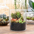 Sprout N Green 10 Assorted Live Succulent Cuttings, Rare Varieties Plant Clipping, Great for Terrariums, Mini Gardens, DIY Projects, Starter Plants, Wedding Decor, No 2 Succulents Alike