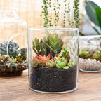 Sprout N Green 30 Live Succulent Plants, 6 Assorted Varieties of Real Succulents Potted in 2" Starter Pot with Soil Mix, Rare Small Indoor House Plants for Home Garden Wedding Decor Party Favor