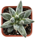 Live Succulent pachyphytum compactum, 2 Inch Fully Rooted Potted Plant, Easy Care & Drought Tolerant, Indoor Houseplant for Home Decor