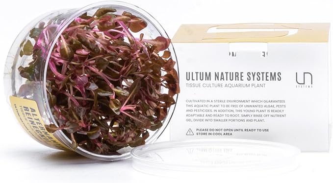 Ultum Nature Systems Alternanthera Reineckii Rosaefolia Red Stem Tissue Culture Live Plant for Aquarium, Aquascape, Freshwater Fish Tanks - 100% Snail Free in Vitro