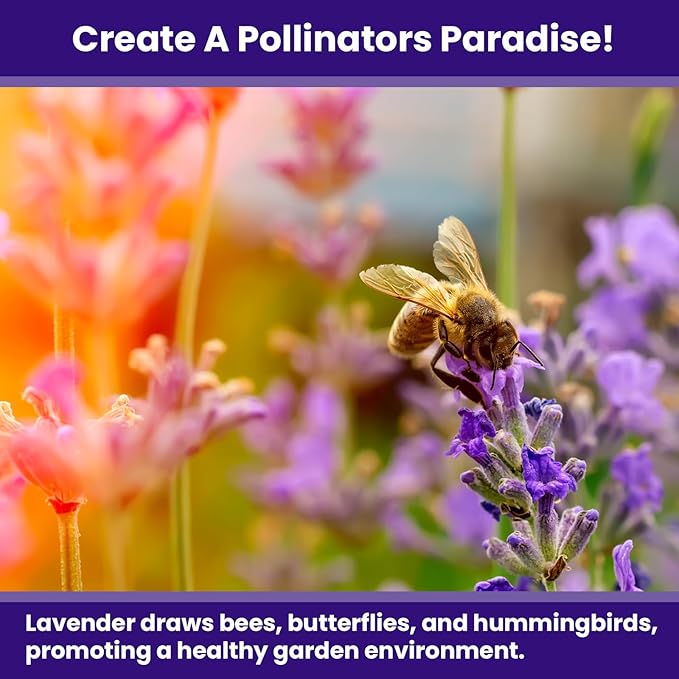 NatureZ Edge 7500 English Lavender Seeds for Planting Outdoors or Indoors, 90% Germination, to Give You The Lavender Plant You Need, Non-GMO, Heirloom Herb Seeds (5 Pack)