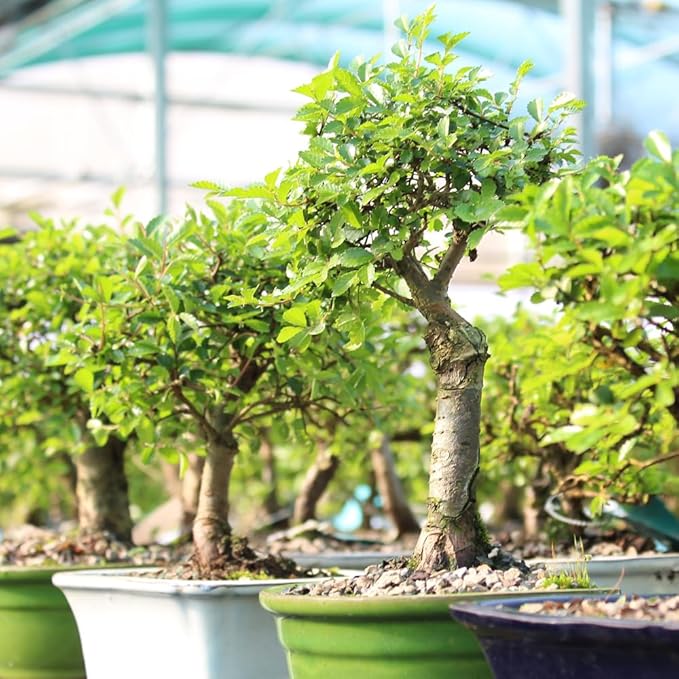 Brussel's Bonsai Live Chinese Elm Bonsai Tree, Outdoor - Small, 5 Years Old, 6 to 8 inches Tall - Includes Decorative Ceramic Bonsai Pot